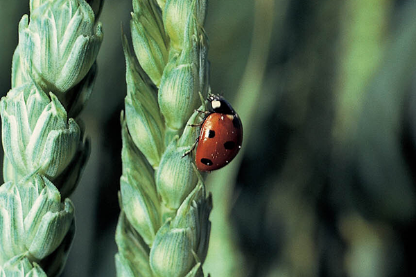 Mariehøne der sidder på et hvedeaks